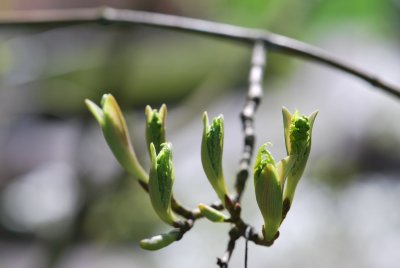 Acer davidii ssp. grosseri - javor Davidův hrubý - jarní pučení